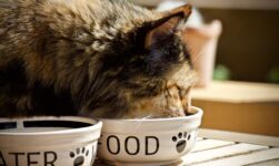 Hranirea pisicilor de apartament